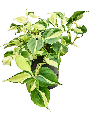 Philodendron scandens 'Rio'