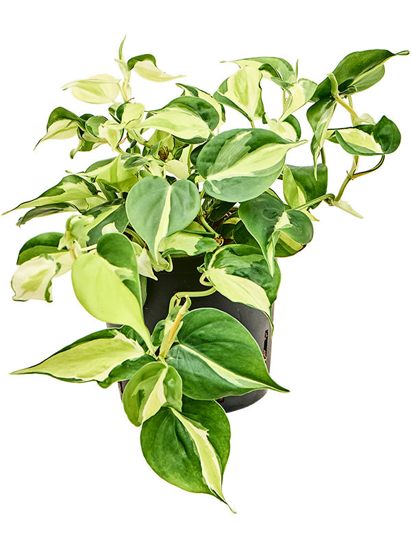 Philodendron scandens 'Rio'