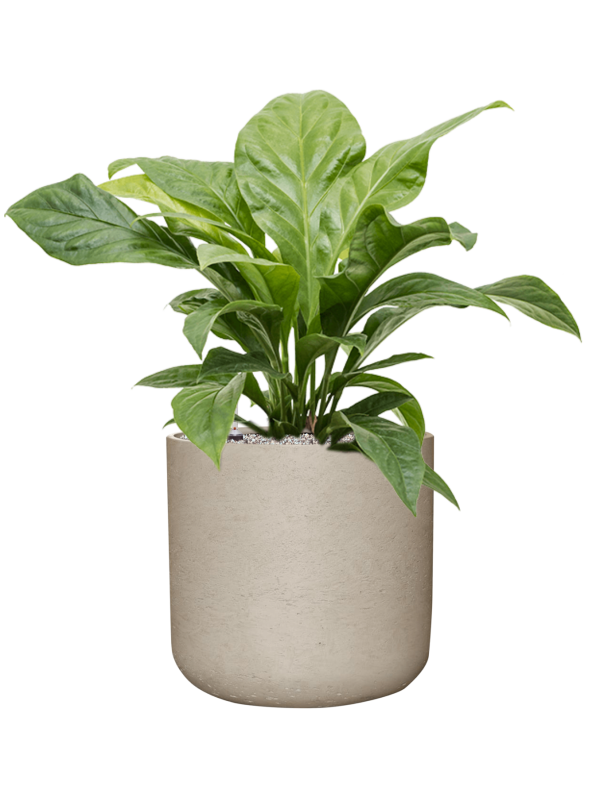 Anthurium ellipticum 'Jungle Bush'