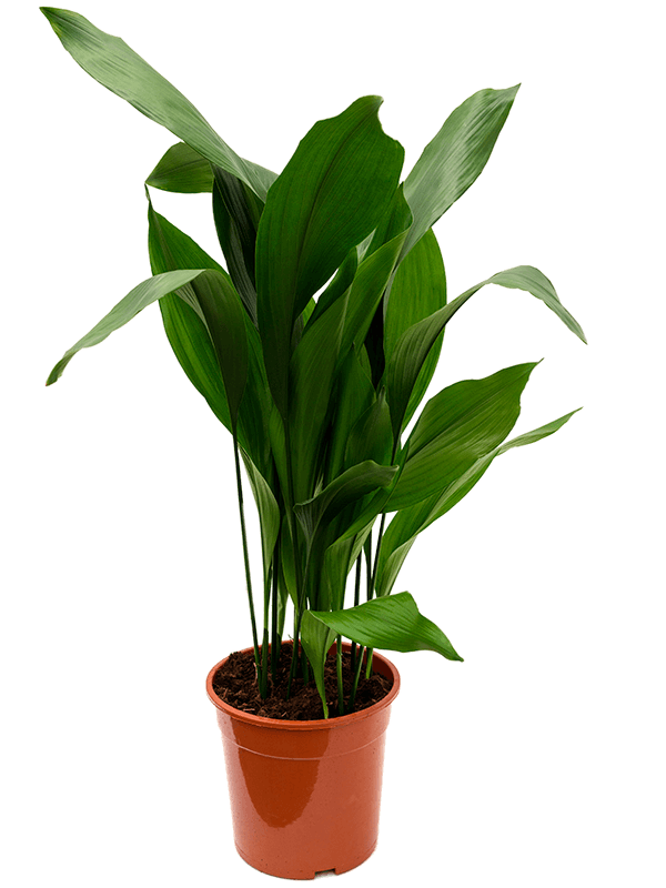 Aspidistra elatior