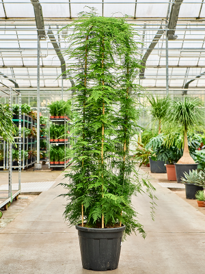 Asparagus setaceus plumosus