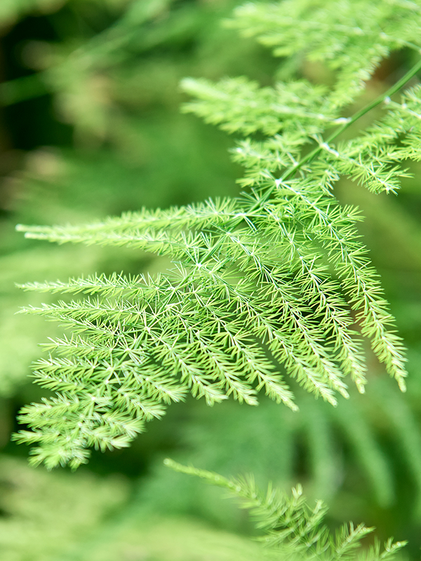 Asparagus setaceus plumosus