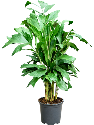 Caryota mitis