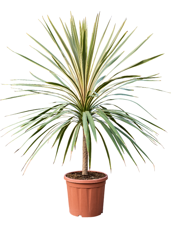 Cordyline australis 'Dazzler' (160-190)