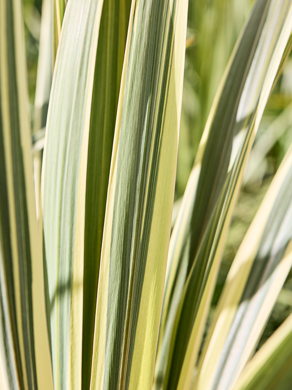 Cordyline australis 'Dazzler' (160-190)