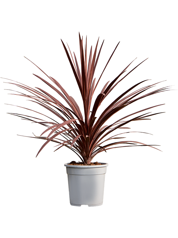 Cordyline australis 'Red Star'