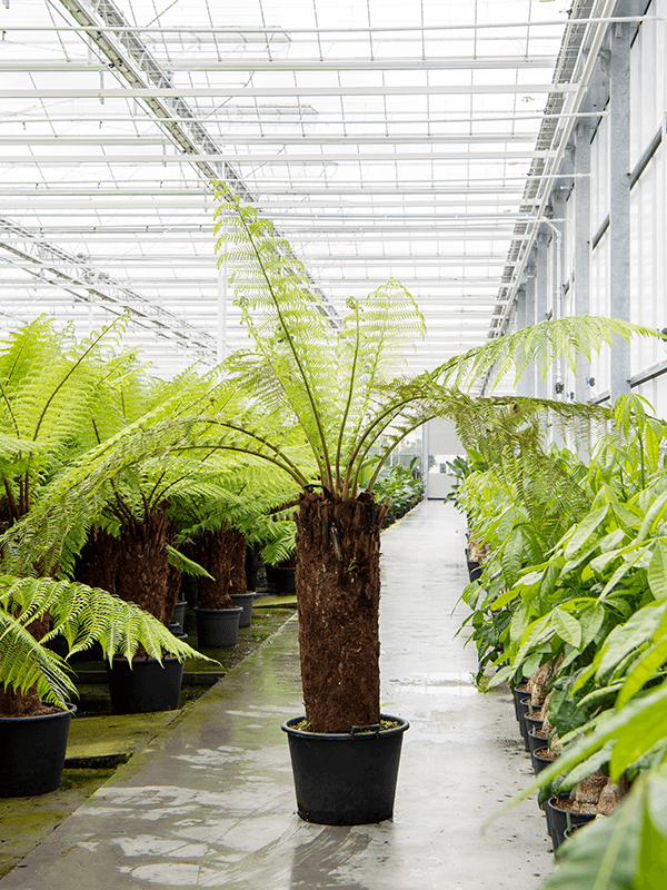 Dicksonia antarctica