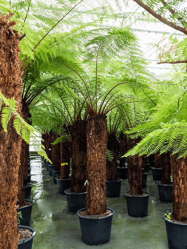 Dicksonia antarctica