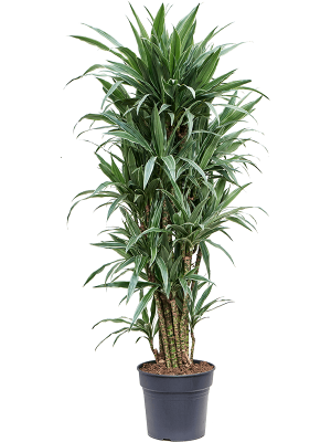Dracaena deremensis 'Warneckei'