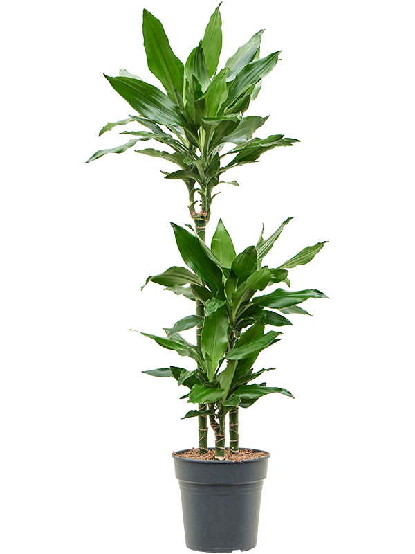 Dracaena fragrans 'Burundii'