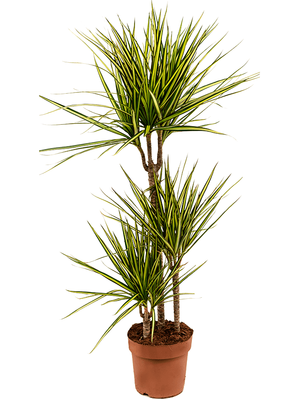 Dracaena marginata 'Sunray'