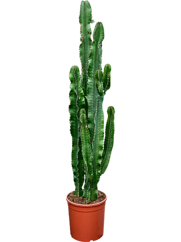 Euphorbia erytrea (140-160)