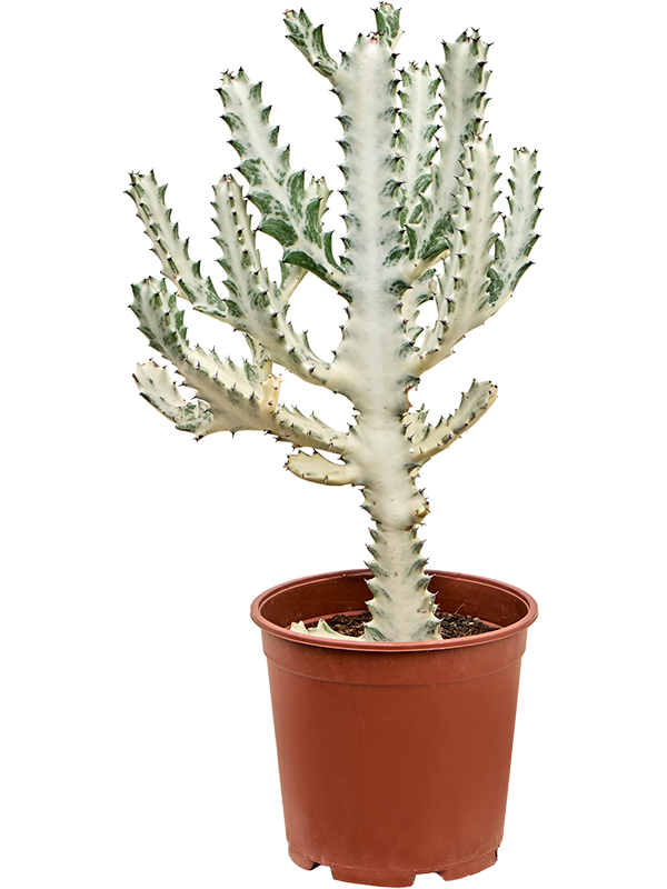Euphorbia lactea 'Ghost' (50-70)