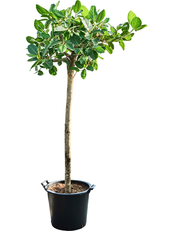 Ficus benghalensis 'Audrey'