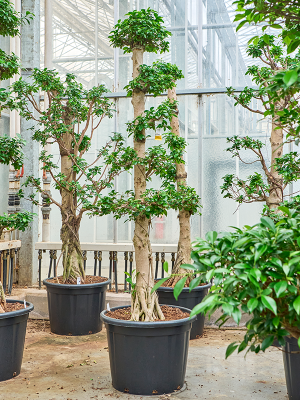 Ficus microcarpa 'Compacta'