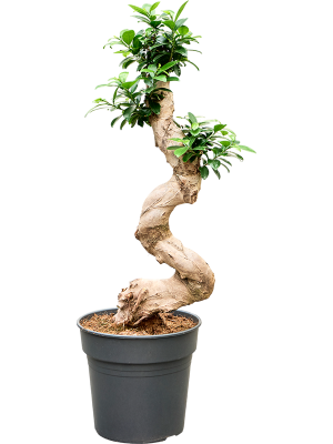 Ficus microcarpa 'Compacta'