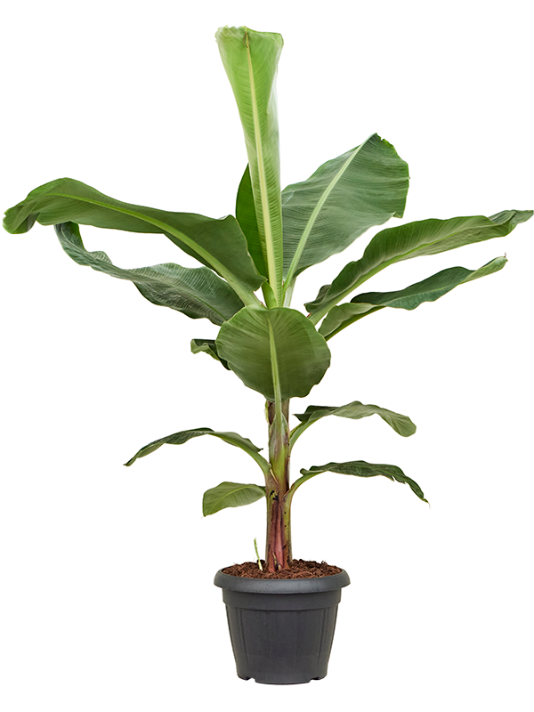 Bananovec Musa 'Dwarf Cavendish'