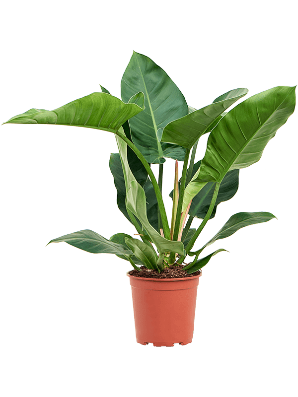 Philodendron 'Imperial Green'