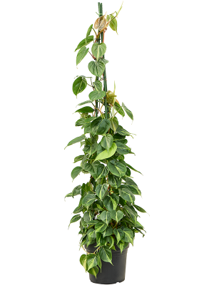 Philodendron scandens 'Brasil'