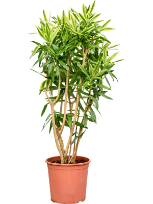 Pleomele (Dracaena) reflexa 'Song of Sri Lanka'