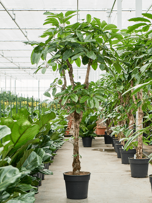 Schefflera actinophylla 'Amate'