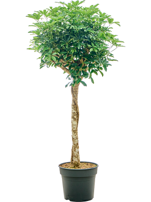 Schefflera arboricola 'Compacta'