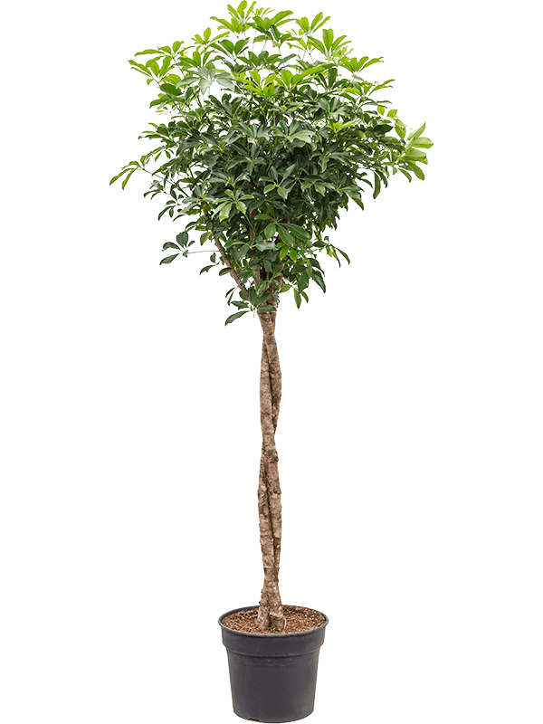 Schefflera arboricola 'Compacta'