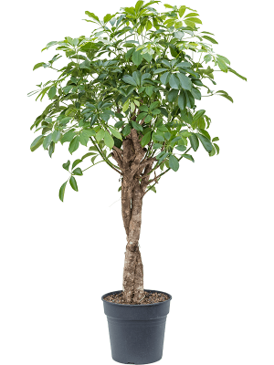 Schefflera arboricola 'Compacta'