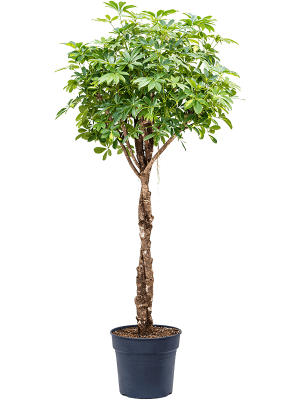 Schefflera arboricola 'Gold Capella'