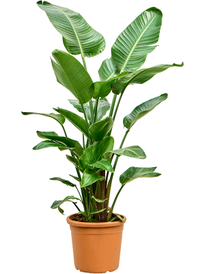 Strelitzia nicolai