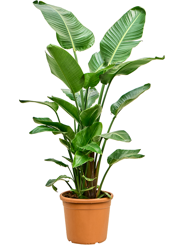 Strelitzia nicolai