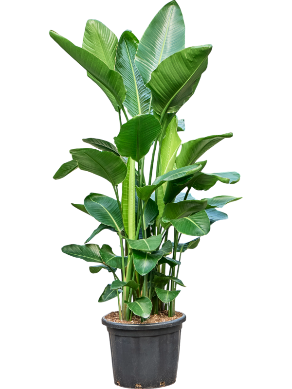 Strelitzia nicolai