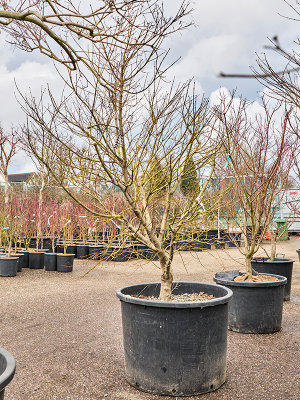 Acer pal. 'Atropurpureum'