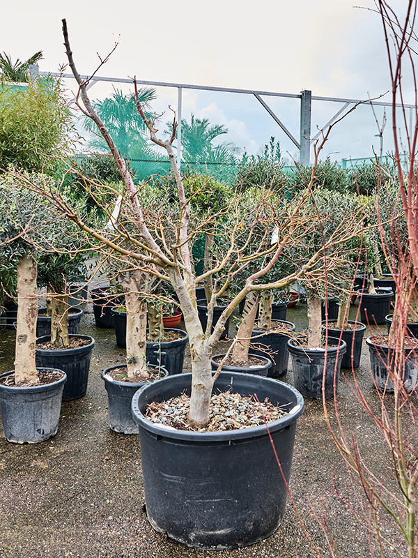 Acer pal. 'Bloodgood'