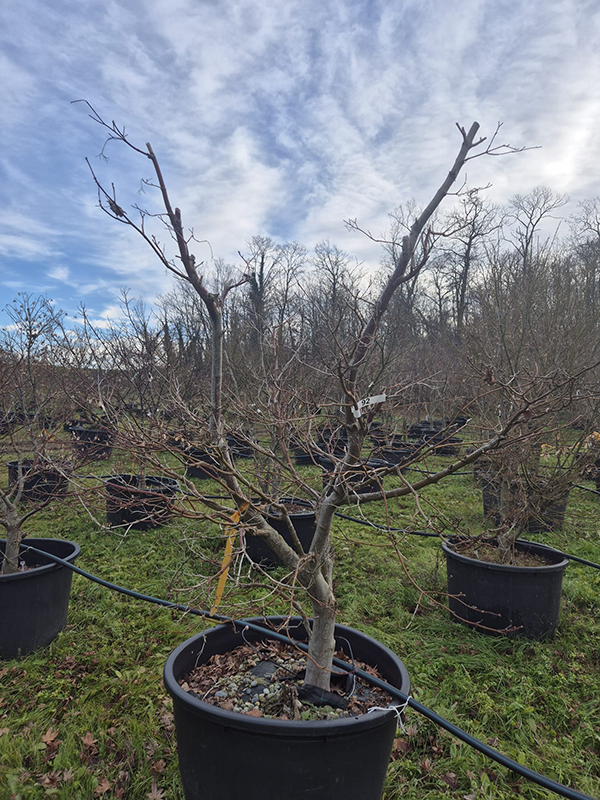 Acer pal. 'Bloodgood'