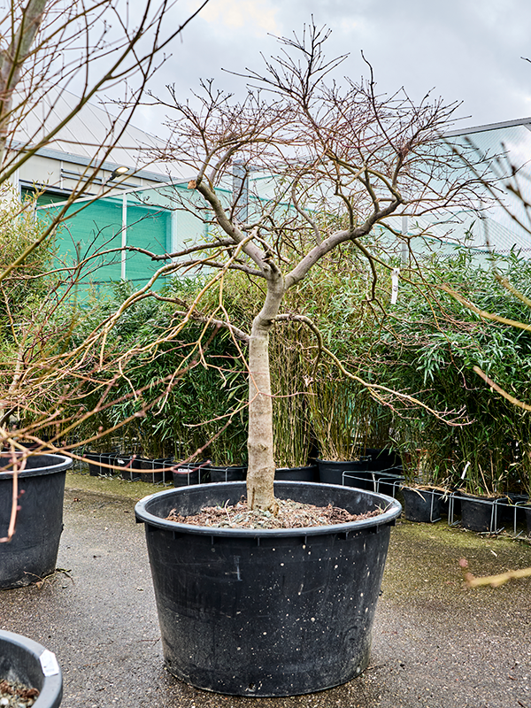 Acer pal. diss. 'Garnet'