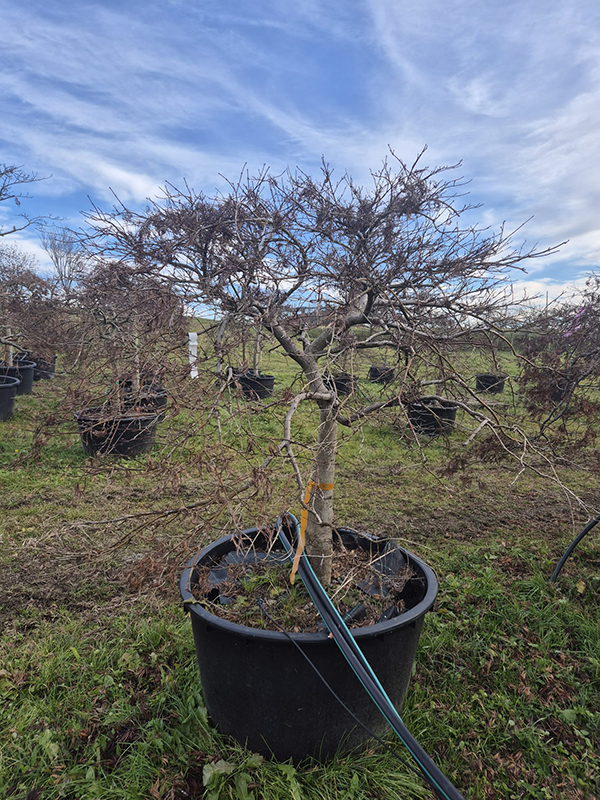 Acer pal. diss. 'Garnet'