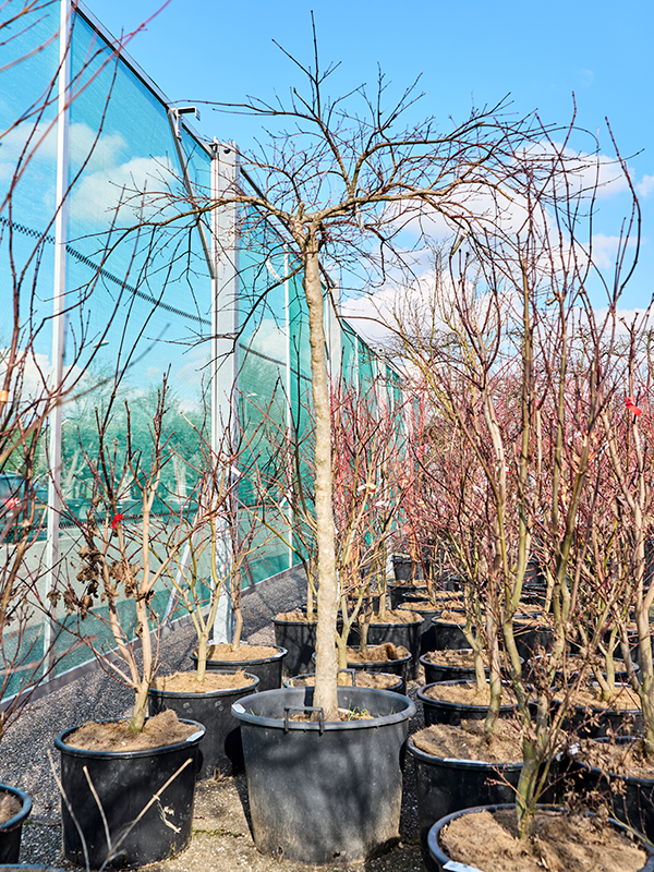 Acer pal. diss. 'Inaba-shidare'