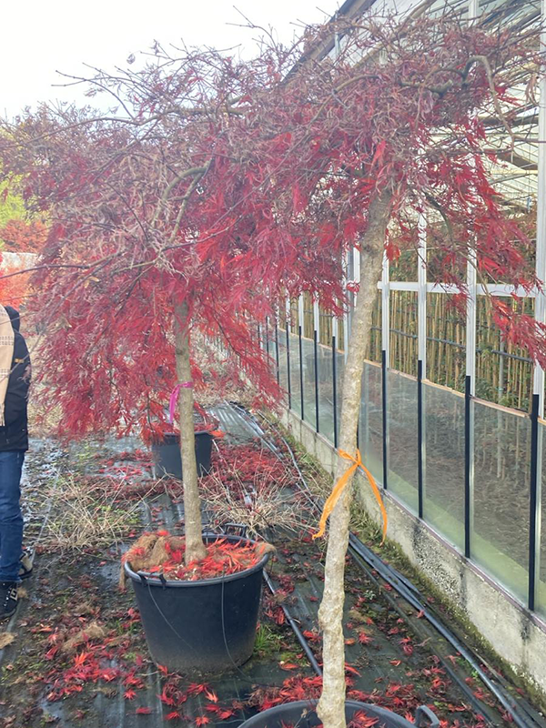 Acer pal. diss. 'Inaba-shidare'
