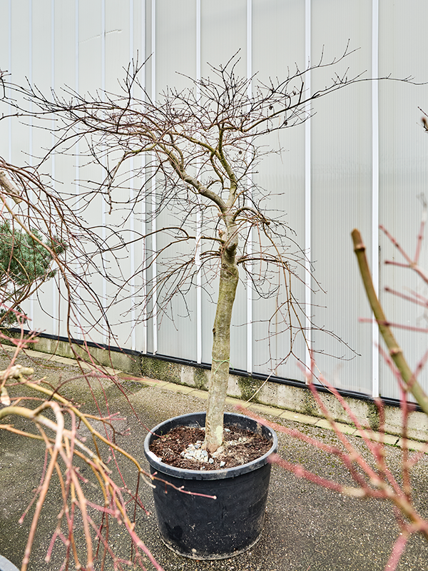 Acer pal. diss. 'Inaba-shidare'