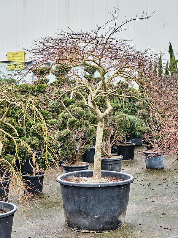 Acer pal. diss. 'Inaba-shidare'