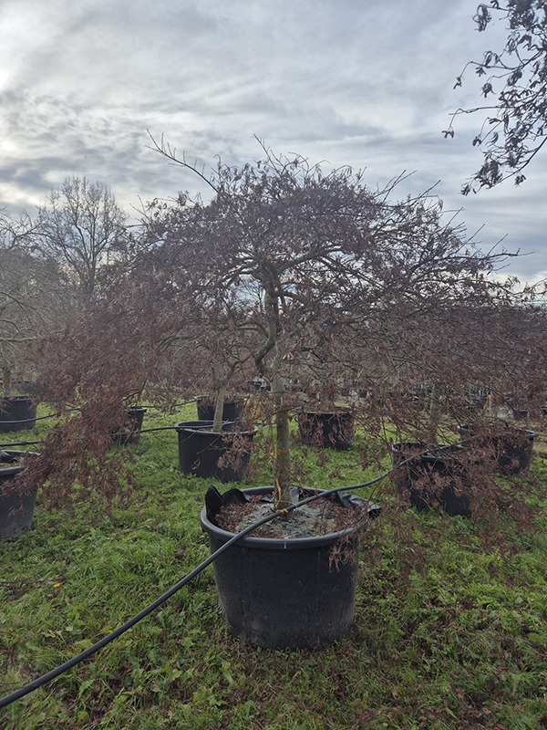 Acer pal. diss. 'Inaba-shidare'