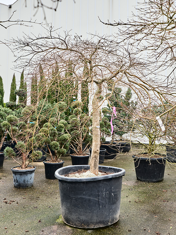 Acer pal. diss. 'Inaba-shidare'