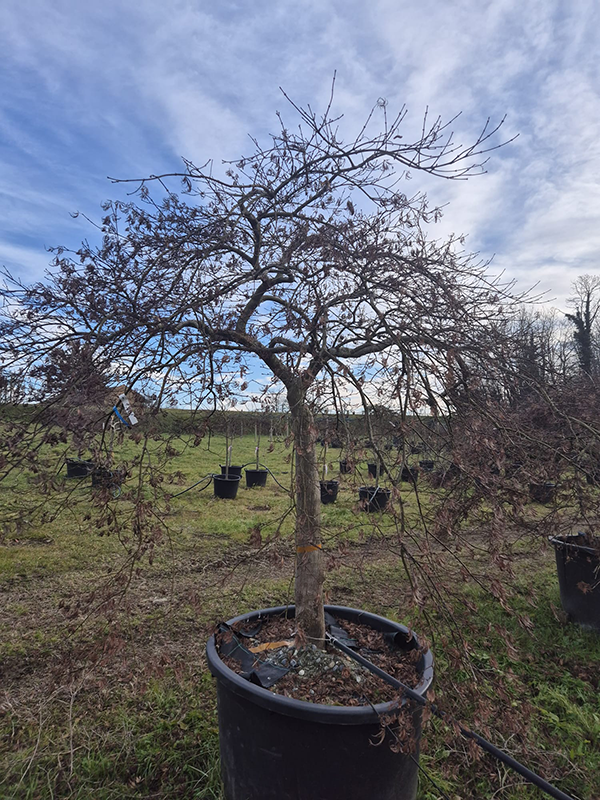 Acer pal. diss. 'Inaba-shidare'