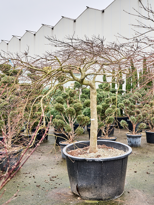 Acer pal. diss. 'Inaba-shidare'