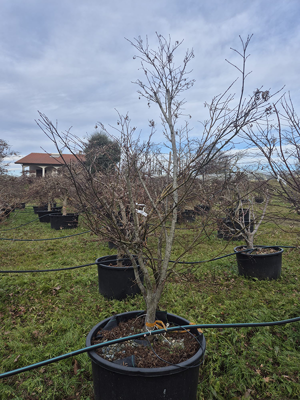 Acer pal. 'Koto-No-Ito'