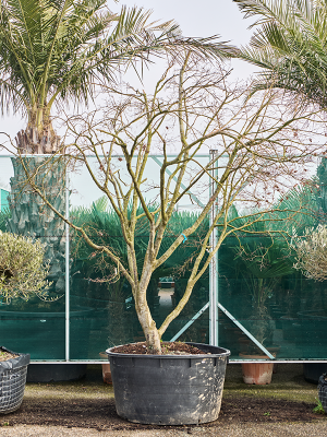 Acer pal. 'Osakazuki'