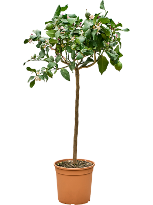 Citrus lemon 'Carrubaro'