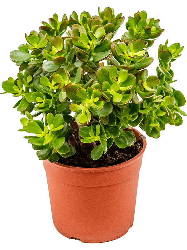 Crassula ovata 'Minor'