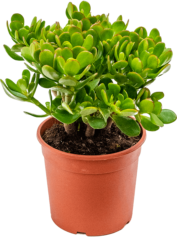 Crassula ovata